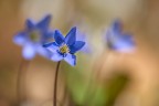 Hepatica Hepatica