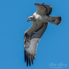 falco pescatore falco pescatore