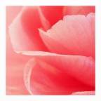 Tra i petali di una camelia Tra i petali di una camelia