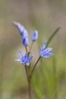 Scilla Scilla