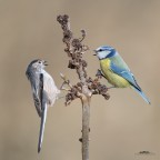 Cinciarella e Codibugnolo Cinciarella e Codibugnolo