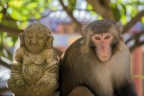 Yunnan, Cina. Baoxiang, tempio delle scimmie