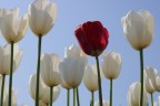 || Tulipani || || Tulipani ||