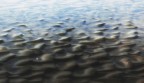 tra le increspature