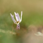 Dente di cane Dente di cane