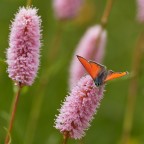 Licenide su bistorta Licenide su bistorta