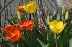 Tulipani... W primavera!