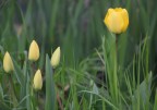 Tulipano giallo....