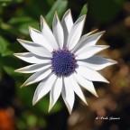 OSTEOSPERMUM