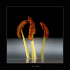 le pettegole le pettegole