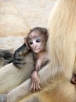 Cucciolo di scimmia langur  Forte di Chittorgarh, India