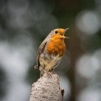 Pettirosso Pettirosso