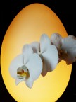 Buona Pasqua!
