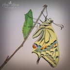 aspetto mia sorella