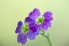 Malcolmia maritima Malcolmia maritima