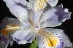 Macro su fiore di Ibis.

Foto scattata con D50 + Macro a 1/10" f16


Commenti, critiche e suggerimenti sempre ben accetti.