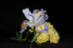 Fiore di Ibis e sullo sfondo roselline selvatiche.

Foto scattata con D50 + YashinonDX 200 f4 con tiraggio di 15mm a 0.5" f22

Commenti, critiche e suggerimenti sempre ben accetti.