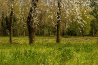 primavera