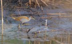 Schiribilla_DSC4792