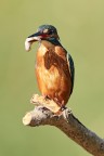 Kingfisher Kingfisher