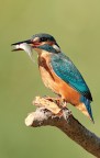 Kingfisher Kingfisher