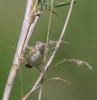 Beccamoschino work in progress... Beccamoschino work in progress...