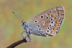 Plebejus agestis Plebejus agestis