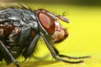 Mosca Ingrandimento 3:1 Mosca Ingrandimento 3:1