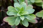 Rosellina di foglioline di Sedum Palmeri Rosellina di foglioline di Sedum Palmeri