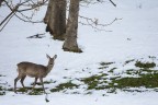 Capriolo dopo una nevicata primaverile Capriolo dopo una nevicata primaverile