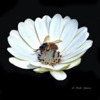 SOPRA IL FIORE SOPRA IL FIORE