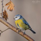 cinciarella cinciarella