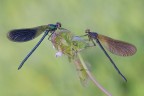 Calopteryx-splendens-vs-Calopteryx-haemorrhoidalis__DSC1475