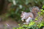 Scoiattolo grigio Scoiattolo grigio