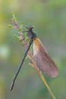 Calopteryx haemorrhoidalis Calopteryx haemorrhoidalis