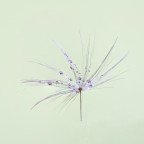 Singolo seme di soffione di Tarassaco Singolo seme di soffione di Tarassaco