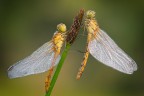 Sympetrum Sympetrum