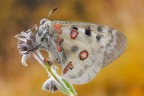 Parnassius apollo