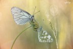 aporia & Euchloe aporia & Euchloe