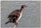 Cormorano bagnato