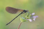 Calopteryx-haemorrhoidalis_DSC1456 Calopteryx-haemorrhoidalis_DSC1456