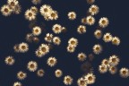 Come un cielo stellato