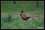 Fagiano maschio Fagiano maschio