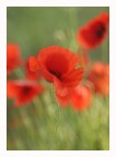 Papaveri Papaveri