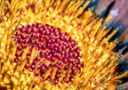 Gazania