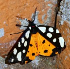 *** Davide e Golia *** *** Davide e Golia ***