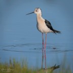 Cavaliere d'Italia Cavaliere d'Italia