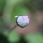 quasi l'ora quasi l'ora