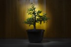 Bonsai