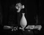 tulipano bianco.